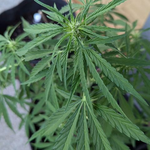 Sweet Afghan Delicious Auto F1 Blimburn  growlog timeline photo