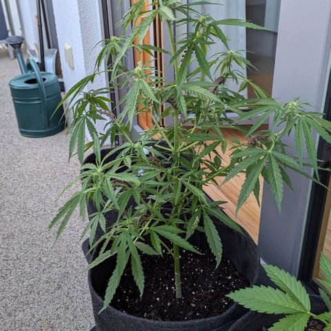 Sweet Afghan Delicious Auto F1 Blimburn  growlog timeline photo