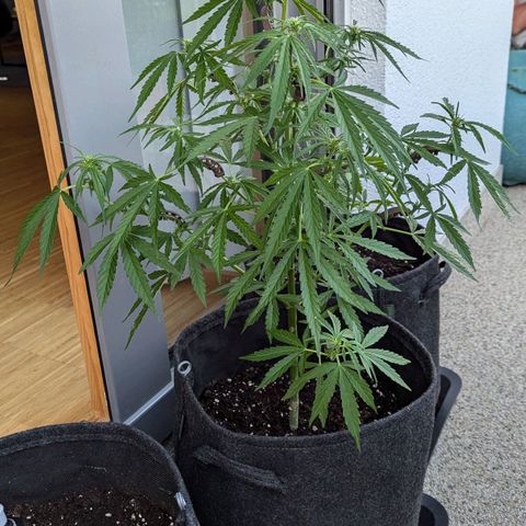Sweet Afghan Delicious Auto F1 Blimburn  growlog timeline photo