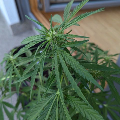 Sweet Afghan Delicious Auto F1 Blimburn  growlog timeline photo