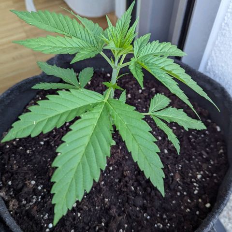 Wedding Cake growlog timeline photo