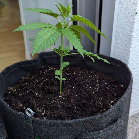 Wedding Cake growlog timeline photo