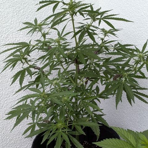 Sweet Afghan Delicious Auto F1 Blimburn  growlog timeline photo