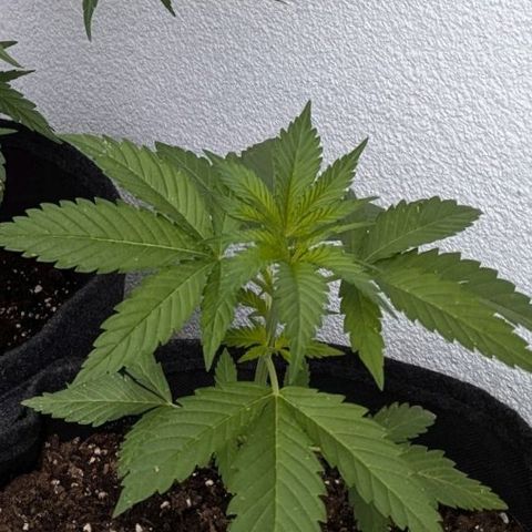 Wedding Cake growlog timeline photo