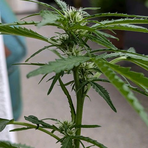 Sweet Afghan Delicious Auto F1 Blimburn  growlog photo: Flower