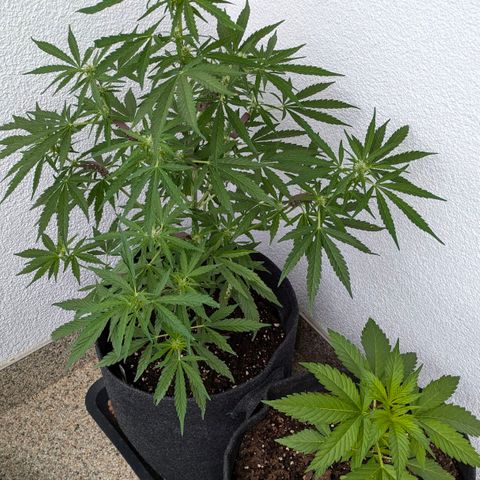 Sweet Afghan Delicious Auto F1 Blimburn  growlog timeline photo