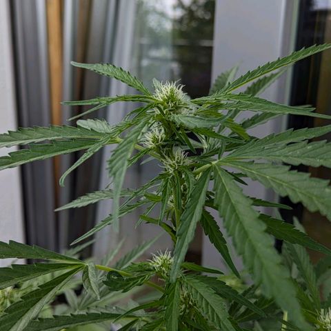 Sweet Afghan Delicious Auto F1 Blimburn  growlog timeline photo