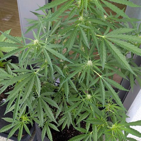 Sweet Afghan Delicious Auto F1 Blimburn  growlog timeline photo