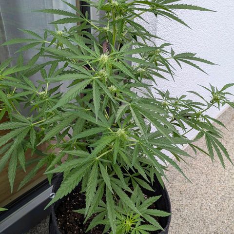 Sweet Afghan Delicious Auto F1 Blimburn  growlog timeline photo
