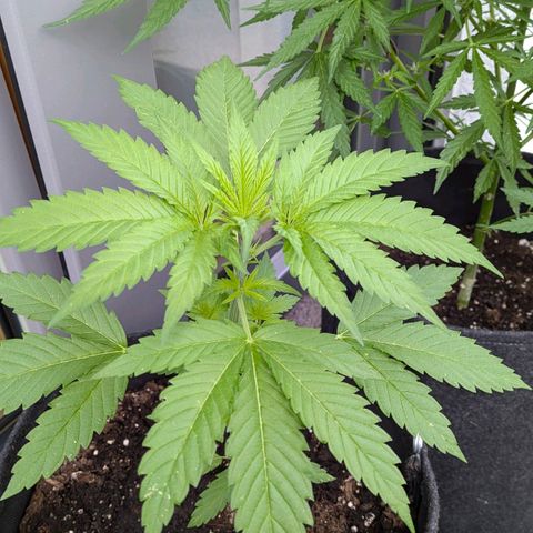 Wedding Cake growlog timeline photo