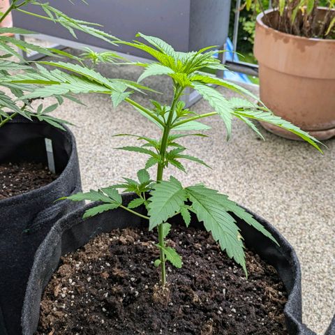 Wedding Cake growlog timeline photo