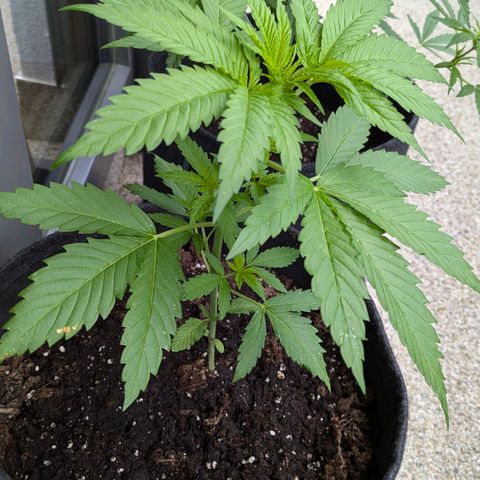 Wedding Cake growlog timeline photo