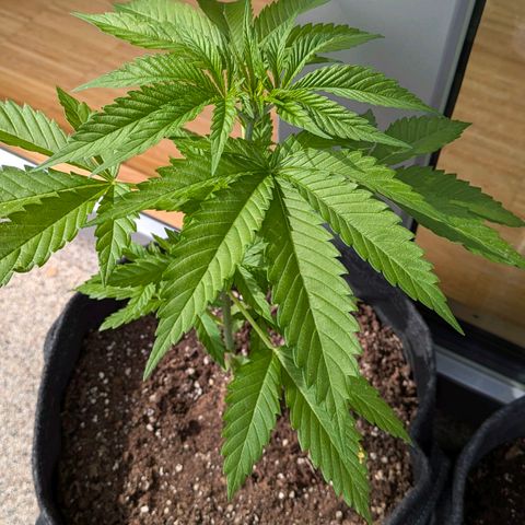 Wedding Cake growlog timeline photo