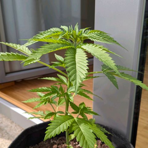 Wedding Cake growlog timeline photo