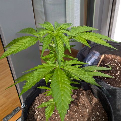 Wedding Cake growlog timeline photo
