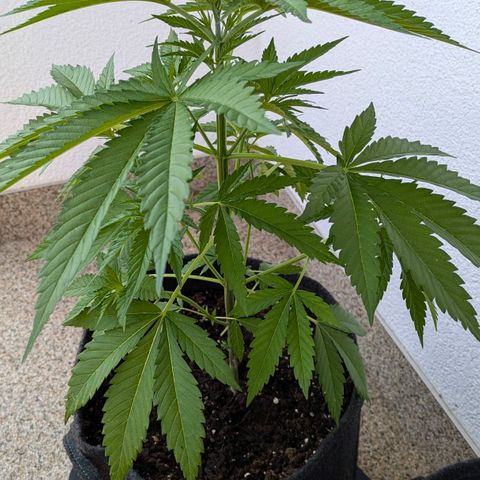 Wedding Cake growlog timeline photo