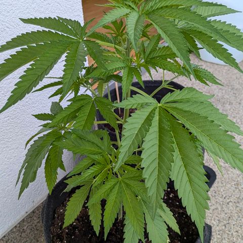 Wedding Cake growlog timeline photo