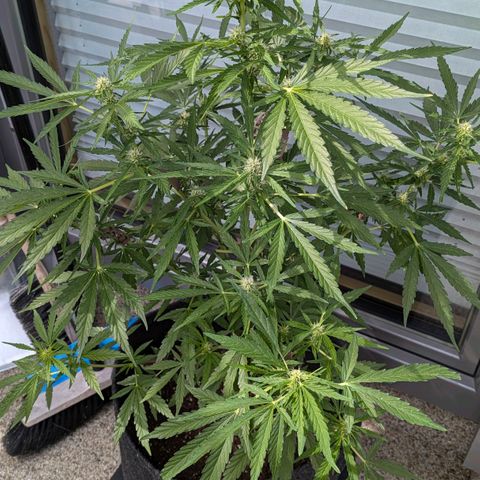 Sweet Afghan Delicious Auto F1 Blimburn  growlog timeline photo