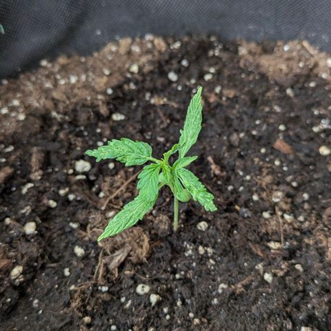 Gelato Cookie Doh-ope Auto growlog timeline photo