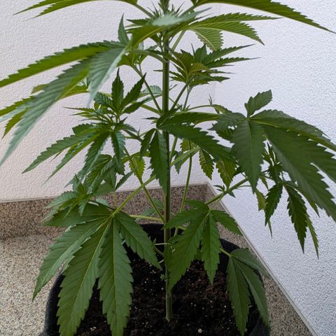 Wedding Cake growlog timeline photo