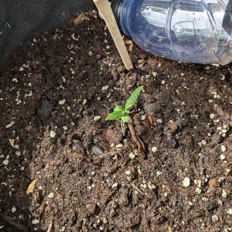 Gelato Cookie Doh-ope Auto growlog timeline photo