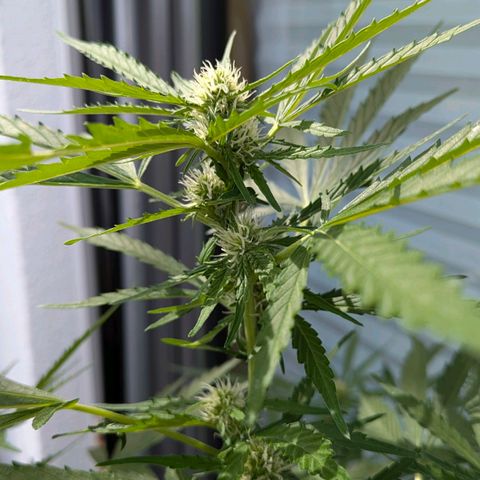 Sweet Afghan Delicious Auto F1 Blimburn  growlog timeline photo