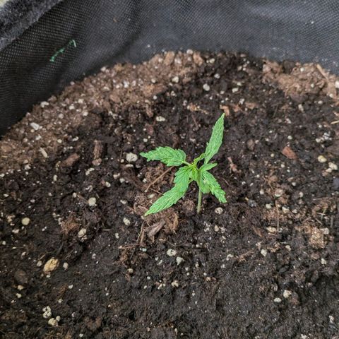 Gelato Cookie Doh-ope Auto growlog timeline photo