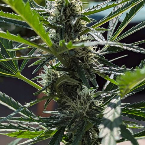 Sweet Afghan Delicious Auto F1 Blimburn  growlog timeline photo