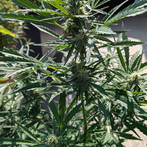 Sweet Afghan Delicious Auto F1 Blimburn  growlog timeline photo