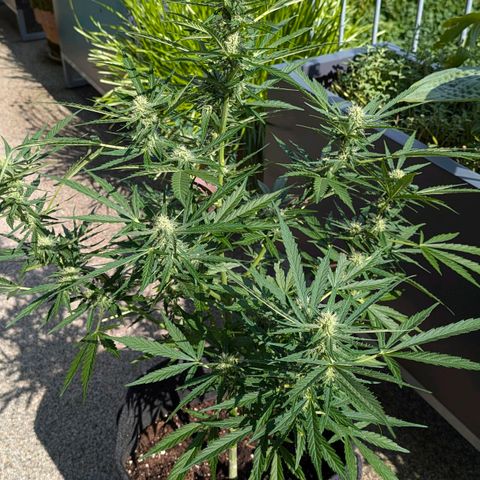 Sweet Afghan Delicious Auto F1 Blimburn  growlog timeline photo