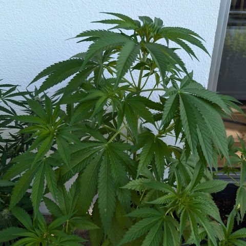 Wedding Cake growlog timeline photo
