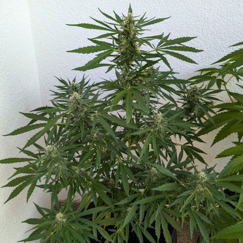 Sweet Afghan Delicious Auto F1 Blimburn  growlog timeline photo