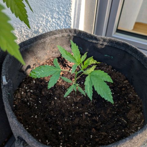 Gelato Cookie Doh-ope Auto growlog timeline photo