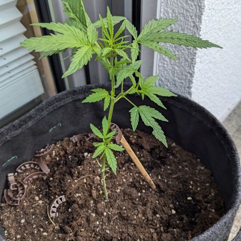 Gelato Cookie Doh-ope Auto growlog timeline photo