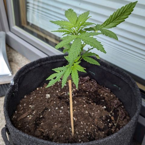 Gelato Cookie Doh-ope Auto growlog timeline photo