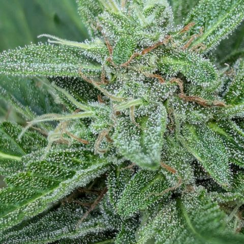 Sweet Afghan Delicious Auto F1 Blimburn  growlog timeline photo