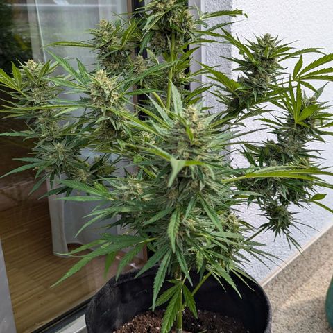 Sweet Afghan Delicious Auto F1 Blimburn  growlog timeline photo