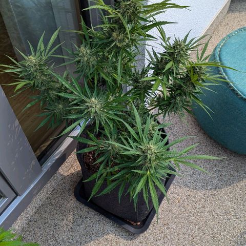 Sweet Afghan Delicious Auto F1 Blimburn  growlog timeline photo