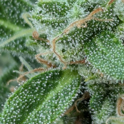 Sweet Afghan Delicious Auto F1 Blimburn  growlog timeline photo