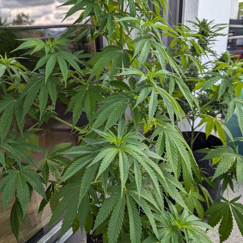 Wedding Cake growlog timeline photo
