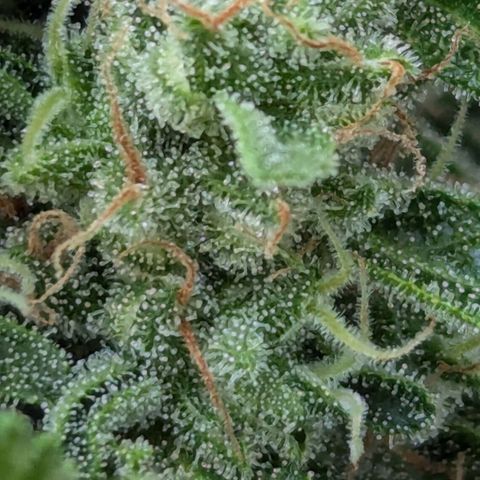 Sweet Afghan Delicious Auto F1 Blimburn  growlog timeline photo