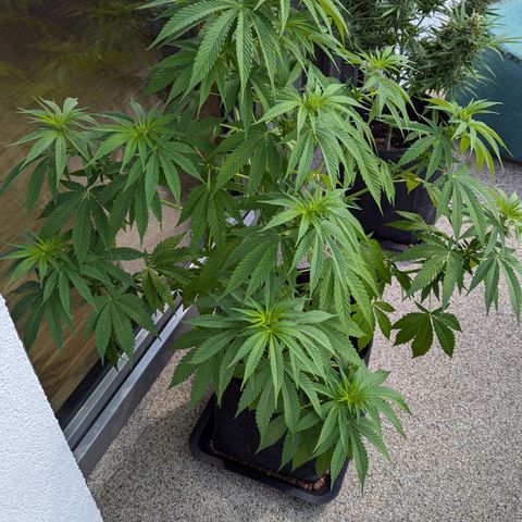 Wedding Cake growlog timeline photo