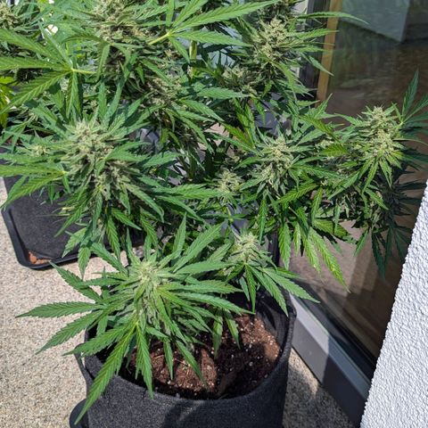 Sweet Afghan Delicious Auto F1 Blimburn  growlog timeline photo
