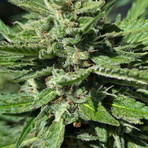 Sweet Afghan Delicious Auto F1 Blimburn  growlog photo: vor Ernte 