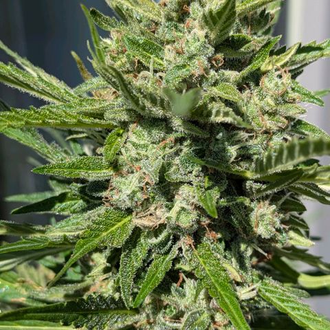 Sweet Afghan Delicious Auto F1 Blimburn  growlog photo: vor Ernte 