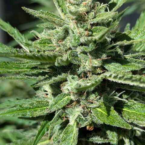 Sweet Afghan Delicious Auto F1 Blimburn  growlog photo: vor Ernte 