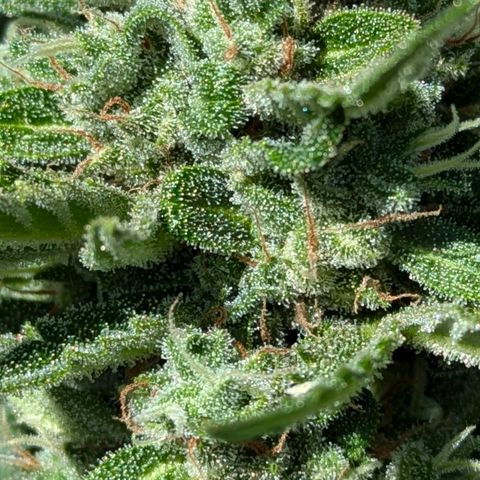 Sweet Afghan Delicious Auto F1 Blimburn  growlog photo: vor Ernte 