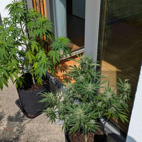 Wedding Cake growlog photo: vor/nach Entlaubung