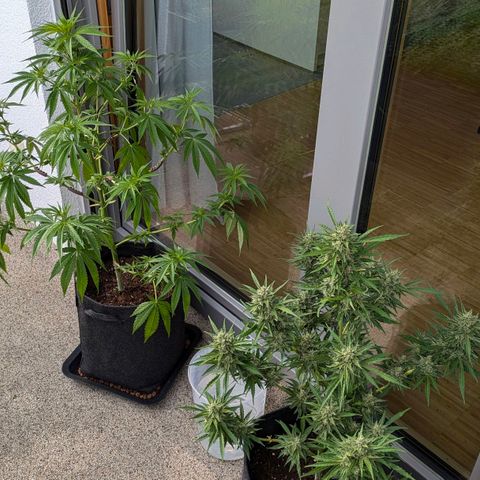 Wedding Cake growlog photo: vor/nach Entlaubung