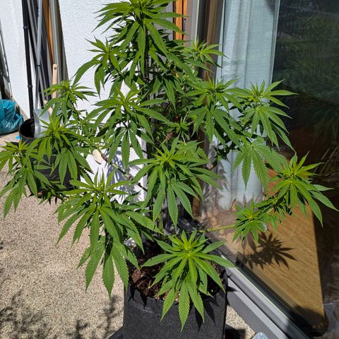 Wedding Cake growlog photo: untere Triebe entfernt